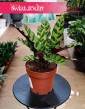 Kalatea Insignis, Calathea insignis, Kalatea Lancetowata w najlepszej cenie i jakości z dostawą ze sklepu online