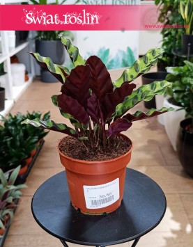 Kalatea Lancetolistna, Сalathea Lancifolia do kupienia w Krakowie lub online ze sklepu internetowego z dostawą