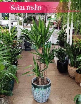 Duża Juka Gwatemalska cztery pnie, duża Yucca Elephantipes na trzech pniach