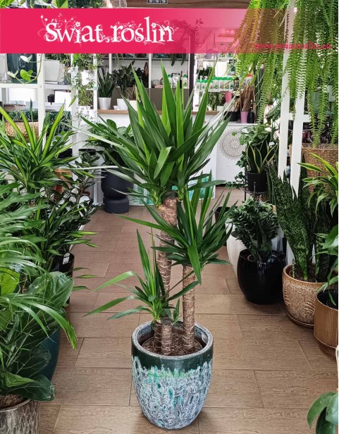 Duża Juka Gwatemalska cztery pnie, duża Yucca Elephantipes na trzech pniach