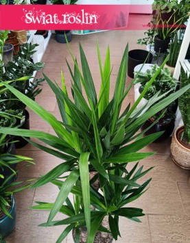 Duża Juka Gwatemalska trzy pnie, duża Yucca Elephantipes na trzech pniach, duże rośliny doniczkowe