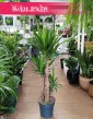 Duża Juka Gwatemalska trzy pnie najlepsza cena sklep online, duża Yucca Elephantipes na trzech pniach