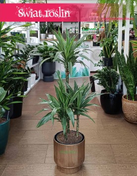 Dracaena Warnecki, Dracena Warnecki