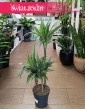 Dracaena Warnecki, Dracena Warnecki modna roślina do mieszkania do domu do biura do firmy