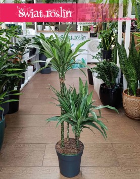 Dracaena Warnecki, Dracena Warnecki do kupienia w Krakowie w sklepie internetowym online