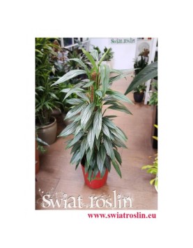 Philodendron Exotica, Filodendron Exotica, Rośliny doniczkowe, świat roślin