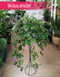 Cissus Rombolistny, Cissus Rhombifolia, znany również jako Winnik Rombowaty