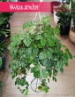 Cissus Rombolistny w najlepszej cenie i jakości z wysyłką kurierem, Cissus Rhombifolia