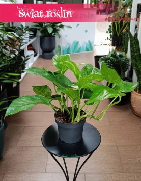 Epipremnum Marble Green sklep internetowy online z roślinami doniczkowymi z dostawą