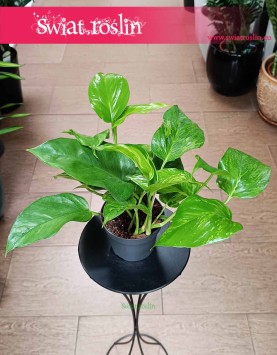 Epipremnum Marble Green do kupienia online internetowo z dostawą lub stacjonarnie w Krakowie