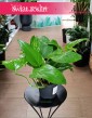Epipremnum Marble Green zjawiskowe zielone pnącze na zieloną ścianę lub w donicy na parapet