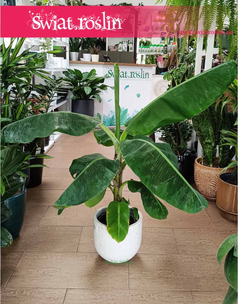 Musa Dwarf Cavendishii, Bananowiec Karłowaty, Bananowiec Karłowy