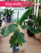Musa Dwarf Cavendishii, Bananowiec Karłowaty, Bananowiec Karłowy w najlepszej cenie i jakości z dostawą