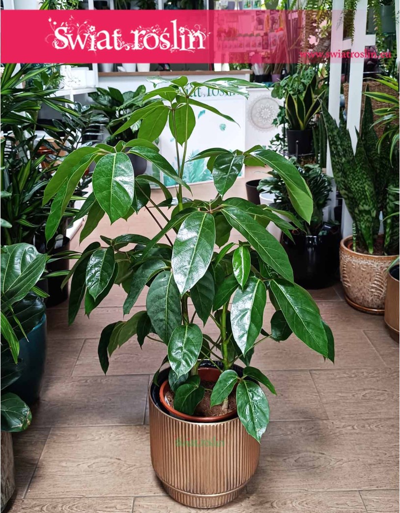 Roślina Schefflera Amate, Szeflera Amate, Szeflera parasolowata