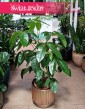 Roślina Schefflera Amate, Szeflera Amate, Szeflera parasolowata