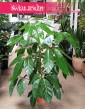Schefflera Amate, Szeflera Amate do kupienia w sklepie w KRakowie, Szeflera parasolowata kup w sklepie online