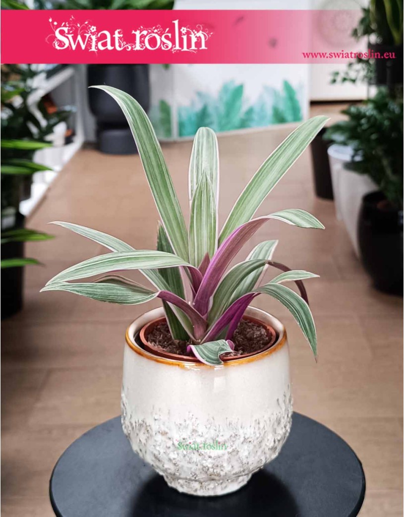 Tradescantia Spathacea Sitara, Reo meksykańskie, Trzykrotka