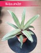 Tradescantia Spathacea Sitara do kupienia online z dostawą pod drzwi, Reo meksykańskie, Trzykrotka
