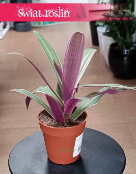 Tradescantia Spathacea Sitara, Reo meksykańskie, Trzykrotka sklep online internetowy z dostawą roślin