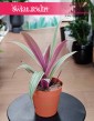 Tradescantia Spathacea Sitara, Reo meksykańskie kup w Krakowie lub online z dostawą, Trzykrotka