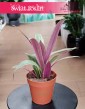 Tradescantia Spathacea Sitara w najlepszej cenie i jakości z dostawą online, Reo meksykańskie, Trzykrotka
