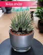 Haworthia Fasciata Big Band, Haworcja Pasiasta Big Band, Haworsja Pasiasta Big Band