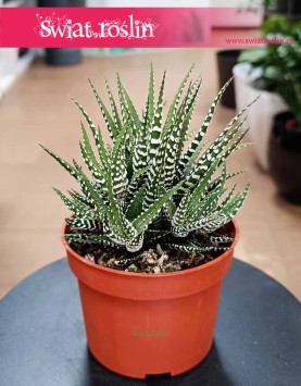 Haworthia Fasciata Big Band bezpieczna dla zwierząt kup w sklepie Świat Roślin, Haworcja Pasiasta Big Band