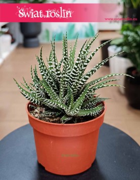 Haworthia Fasciata Big Band, Haworcja Pasiasta Big Band do kupienia w Krakowie lub w sklepie internetowym online z dostawą