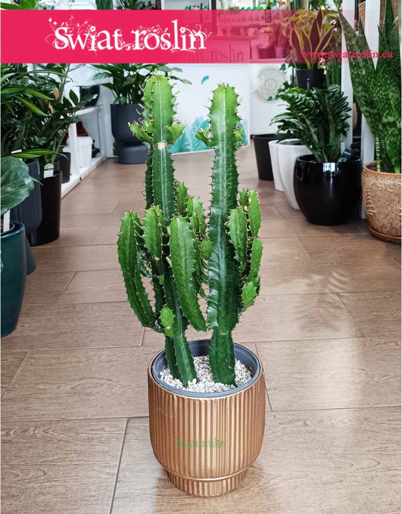 Wilczomlecz, Euphorbia Acrurensis