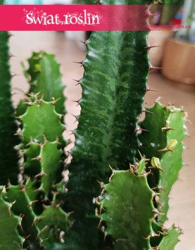 Wilczomlecz, Euphorbia Acrurensis roślina do słońca do miejsc nasłonecznionych