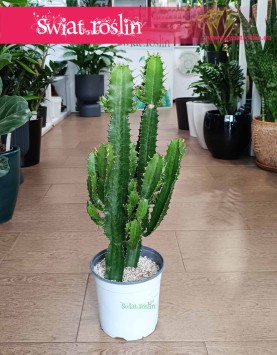Wilczomlecz, Euphorbia Acrurensis, sklep online wysyłkowy z roslinami doniczkowymi