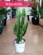 Wilczomlecz, Euphorbia Acrurensis, sklep online wysyłkowy z roslinami doniczkowymi