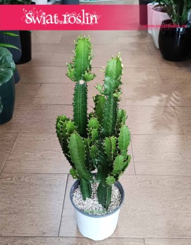 Wilczomlecz, Euphorbia Acrurensis sklep z sukulentami i kaktusami w Krakowie