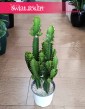Wilczomlecz, Euphorbia Acrurensis sklep z sukulentami i kaktusami w Krakowie