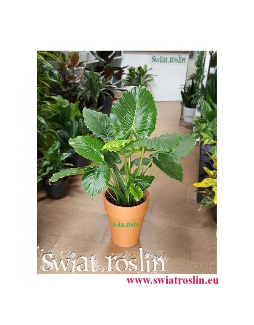 Alocasia Gageana, Alokazja Gageana, Świat Roślin, Kwiaty doniczkowe