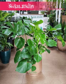 Duża Monstera Deliciosa, Duży Philodendron Pertusem