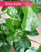 Wielka Monstera Deliciosa, Wielka Monstera dziurawa, Duży Filodendron dziurawy, Duży Philodendron Pertusem