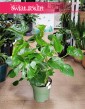 Duża Monstera Deliciosa sklep internetowy online z dostawą, Duży Philodendron Pertusem