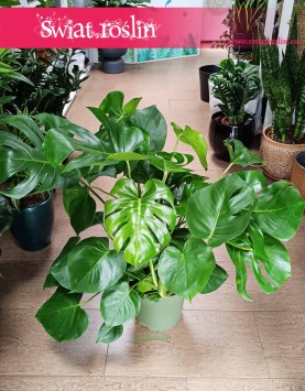 Duża Monstera Deliciosa w najlepszej cenie i jakości z dostawą, Duży Philodendron Pertusem