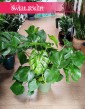Duża Monstera Deliciosa w najlepszej cenie i jakości z dostawą, Duży Philodendron Pertusem