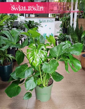 Duża Monstera Deliciosa do kupienia w Krakowie lub online z dostawą, Duży Philodendron Pertusem