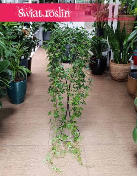 Wielki Cissus Striata XXL, Duży Parthenocissus Striata XXL, Wielki Cissus Prążkowany XXL, Duży Cissus Pasiasty XXL