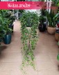 Wielki Cissus Striata XXL, Duży Parthenocissus Striata XXL, Wielki Cissus Prążkowany XXL, Duży Cissus Pasiasty XXL