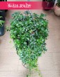 Duży Cissus Pasiasty XXL, Wielki Cissus Striata XXL, Wielki Cissus Prążkowany XXL, Duży Parthenocissus Striata XXL