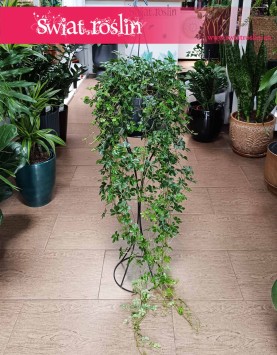 Wielki Cissus Striata XXL sklep internetowy online z dostawą, Duży Parthenocissus Striata XXL