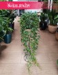 Wielki Cissus Striata XXL sklep internetowy online z dostawą, Duży Parthenocissus Striata XXL