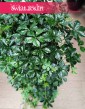 Wielki Cissus Striata XXL do kupienia w Krakowie lub online z dostawą, Duży Parthenocissus Striata XXL