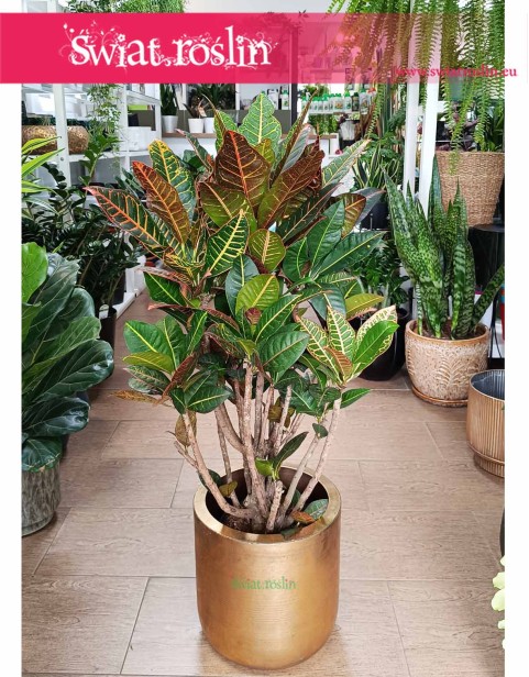 Duży Kroton Petra, Wielki Croton Petra, Duży Trójskrzyn Variegata, Wielkie Codiaeum Variegatum