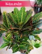 Duży Kroton Petra, Duży Trójskrzyn Petra Variegata, Wielkie Codiaeum Variegatum Petra z wysyłką do domu