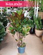 Duży Kroton Petra z wysyłką do domu, Wielki Croton Petra, Duży Trójskrzyn Variegata petra